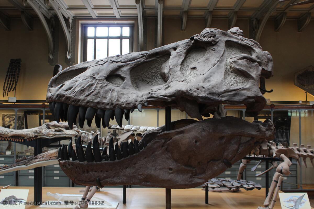 侏罗纪 侏罗纪公园 恐龙骨 骨架 恐龙骨架 动物 白垩纪 暴龙 翼龙 三角龙 博物馆 恐龙头骨 骨头 恐龙模型 古生物 灭绝 灭绝动物 生活百科 生活素材