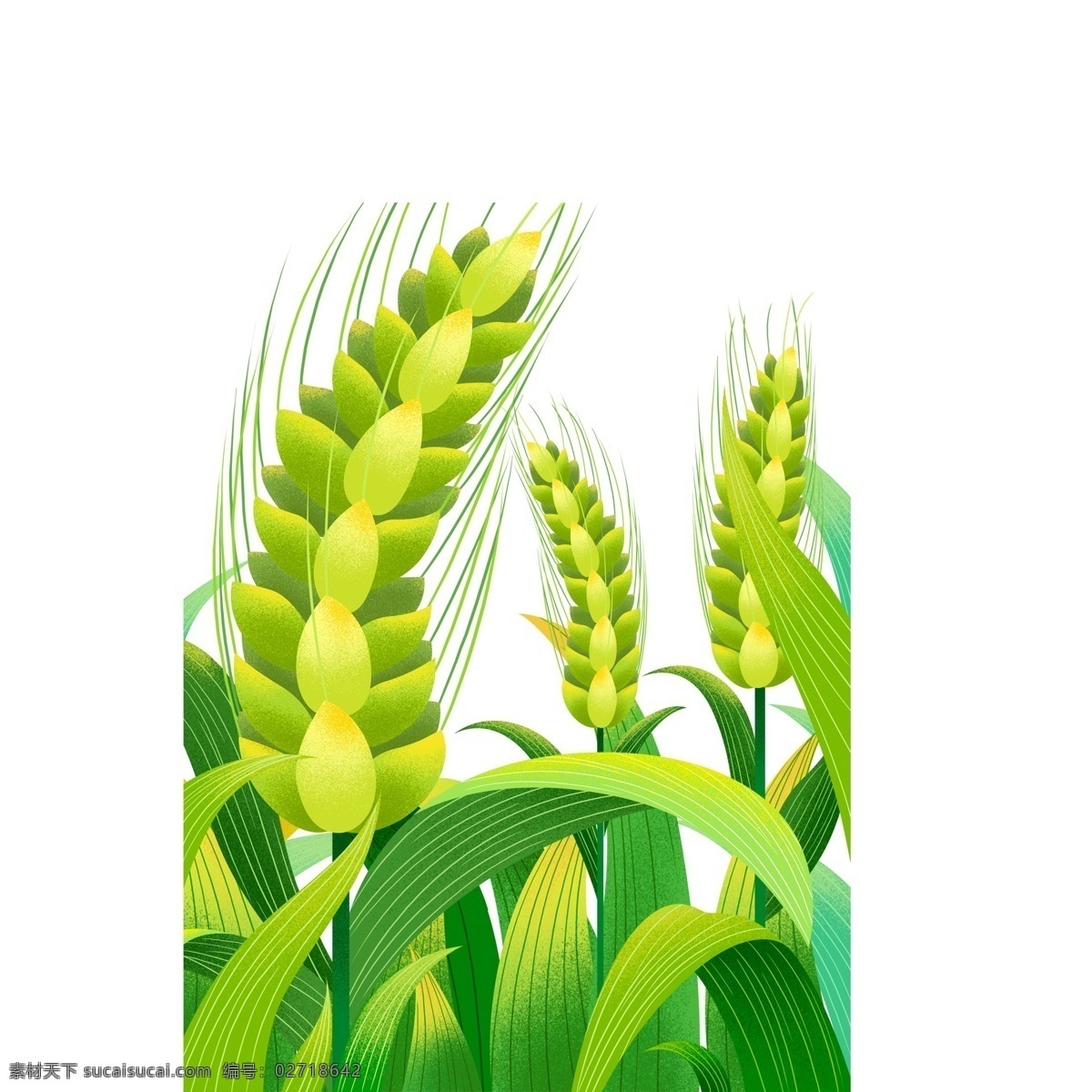 小满 节气 绿色 麦穗 图案 元素 小麦 稻穗 小满节气 绿叶 传统节气 粮食 庄稼 手绘 元素设计 简约 创意元素 免抠元素