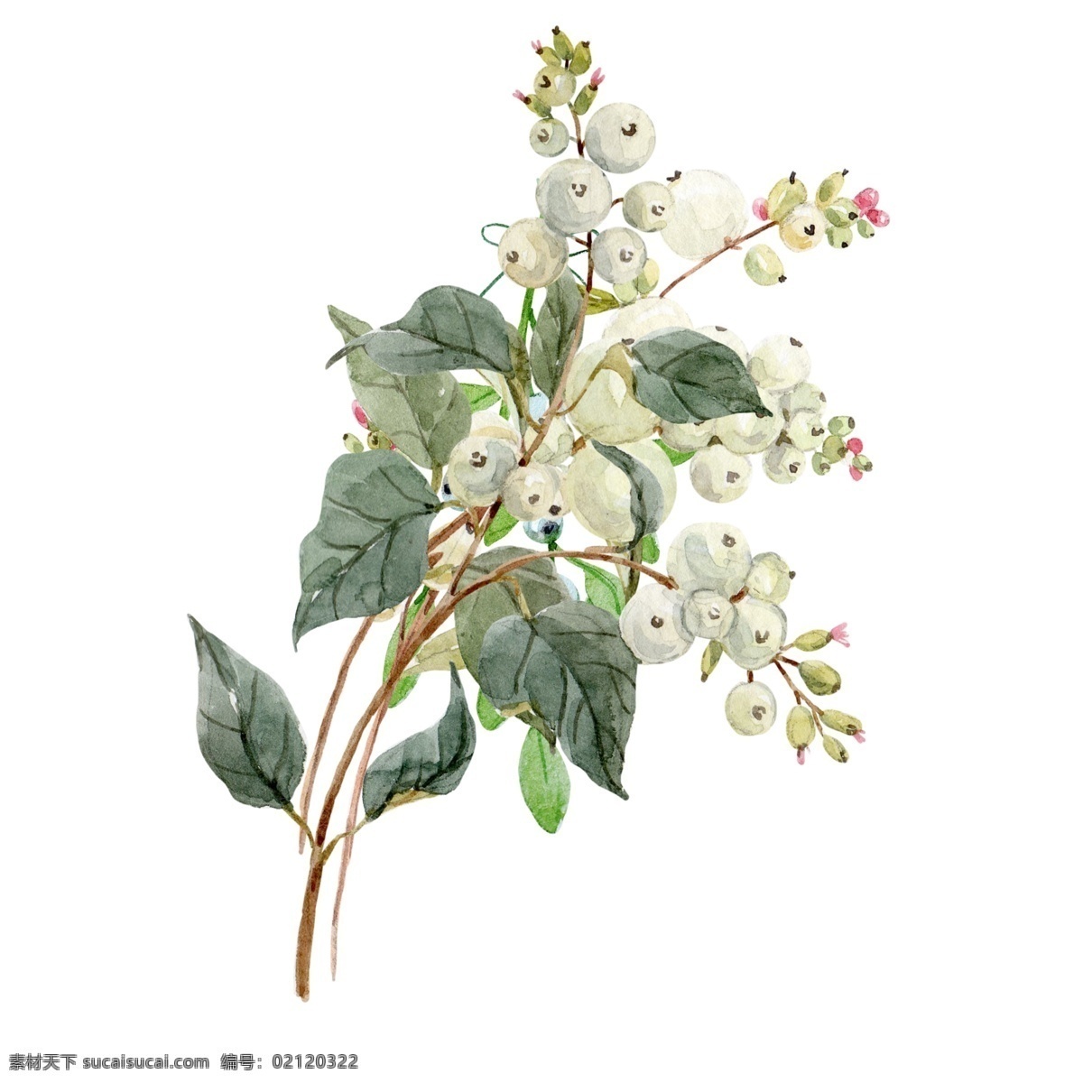 手绘 株 花草 源文件 白花 绿叶 树杆 植物 装饰图案