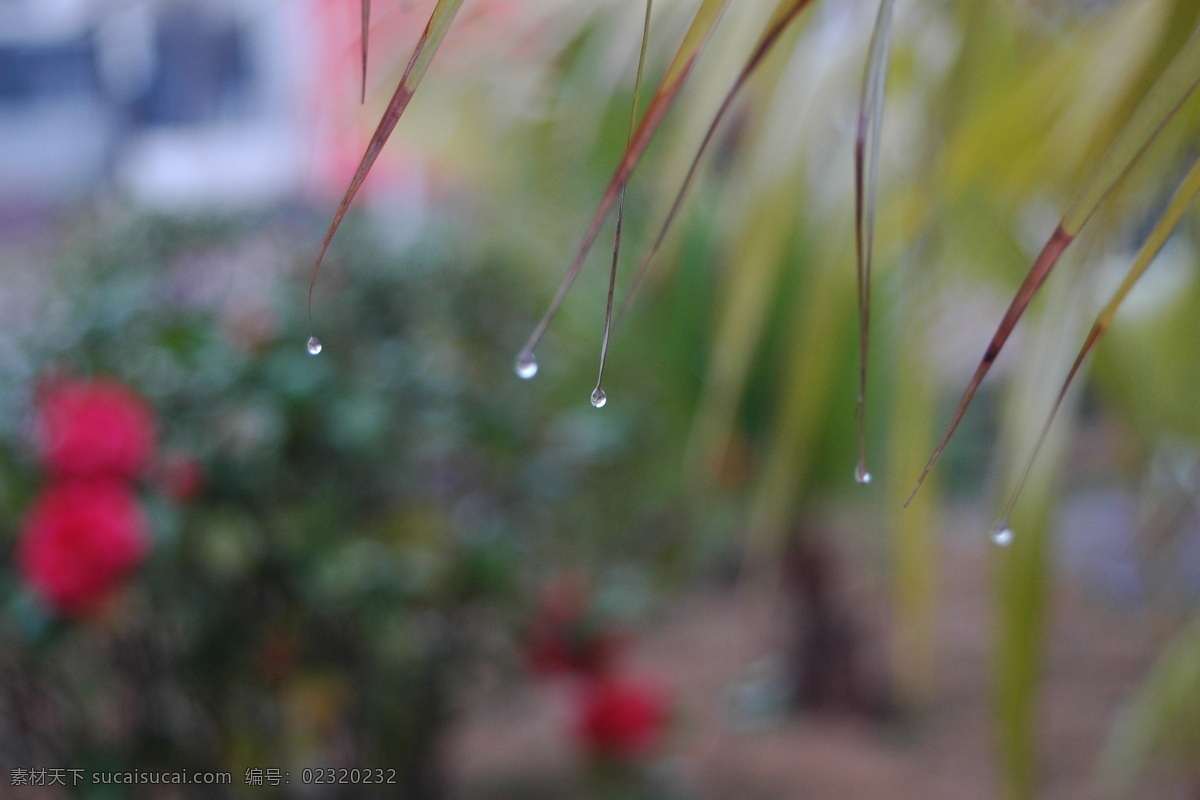 春雨 背景 茶花 水滴 psd源文件