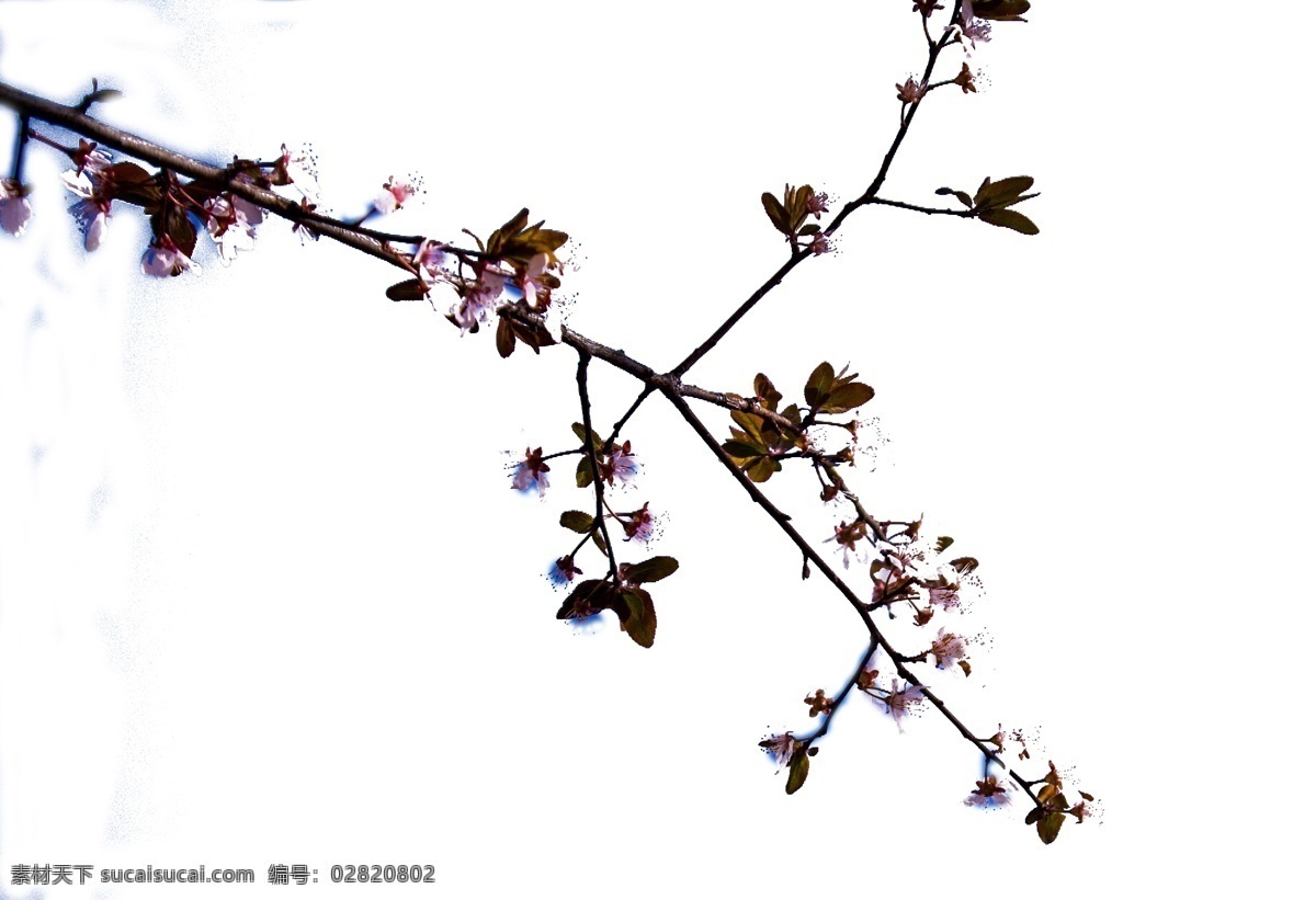 蓝天 印 设 下 梅花 枝条 绽放 植物 含苞未放 欣欣向荣 美丽动人 欣赏 生机勃勃 奇花异草