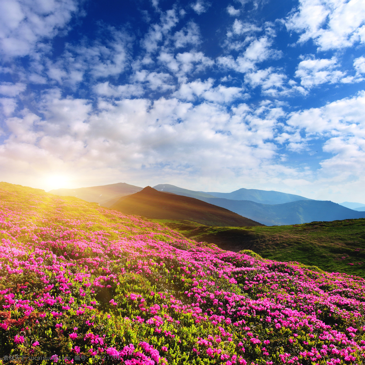 高山 杜鹃 花海 远山 草原 野花 原野 鲜花 绿山 自然 蓝天 白云 阳光 美丽大自然 背景 背景素材 生态环境 自然风景 自然景观 自然风景系列