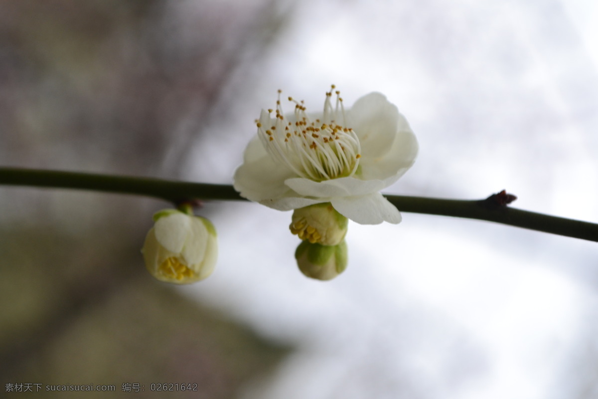 美丽 白色 梅花 高清 花卉 白花 鲜花