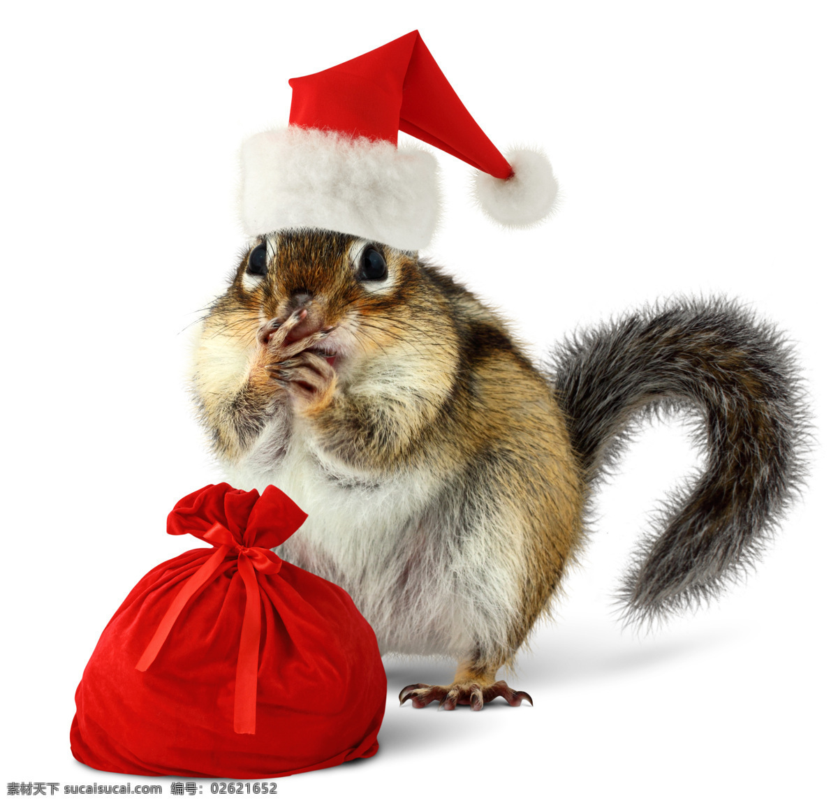 圣诞 松鼠 钱袋 圣诞动物 动物 圣诞节 陆地动物 生物世界 白色
