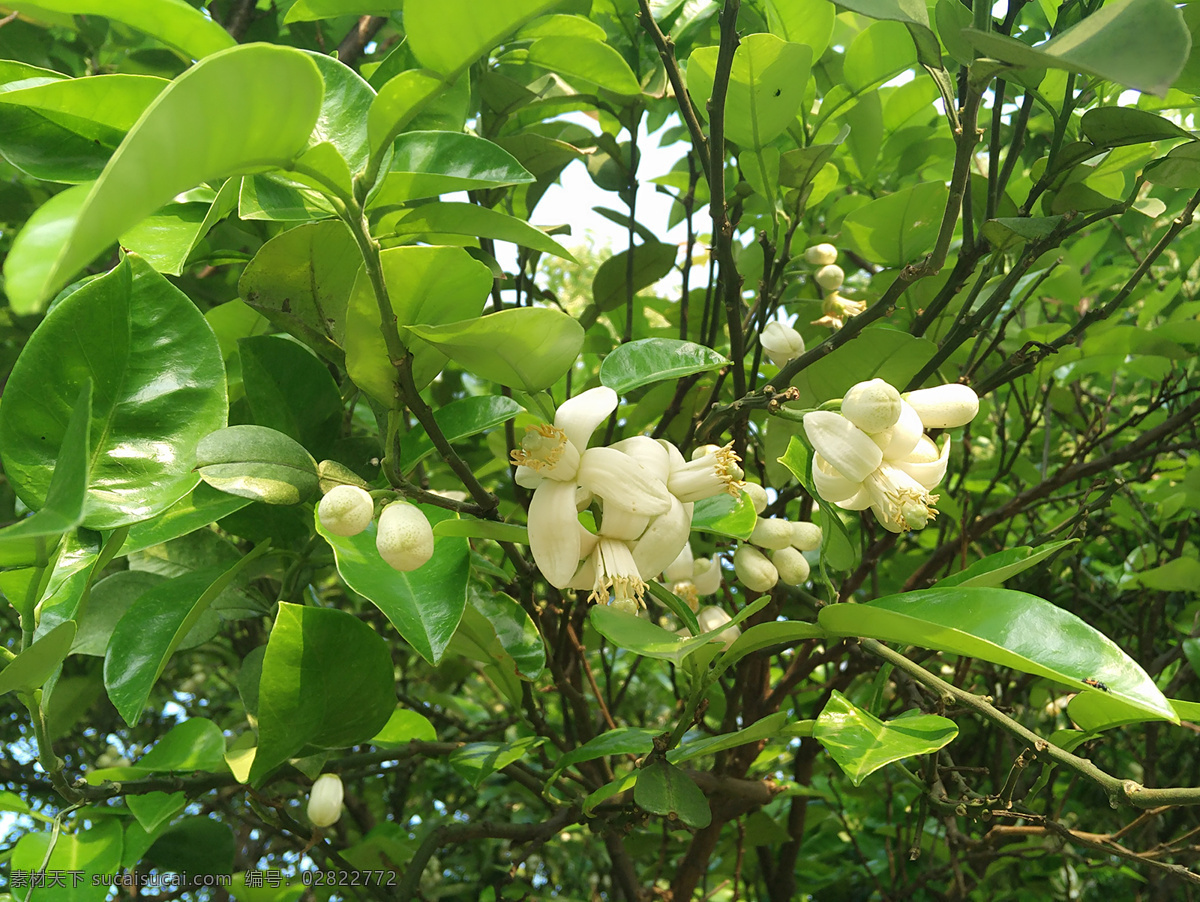 香泡树 香泡花 花香 花 白色 自然景观 田园风光