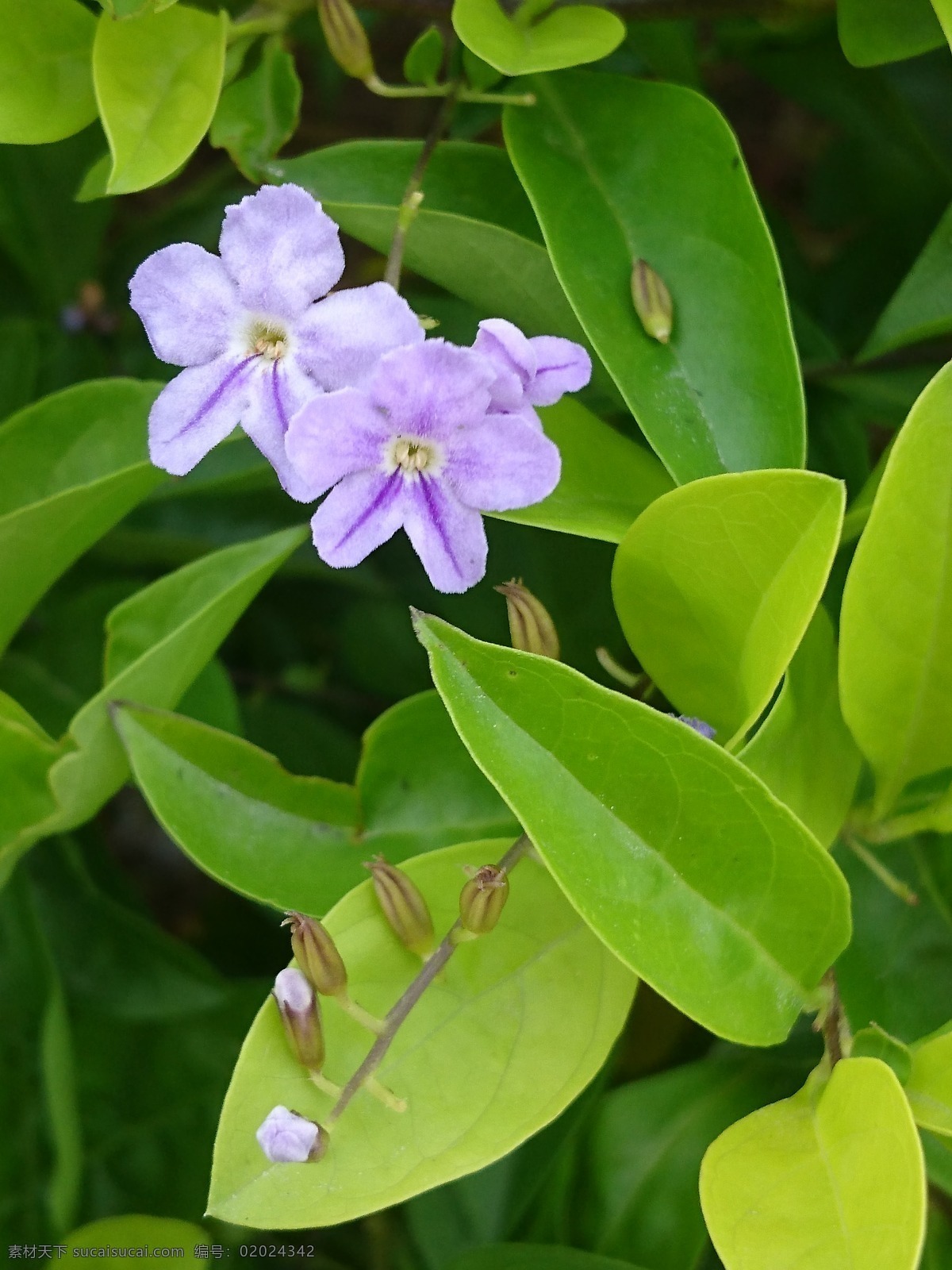 假连翘 番仔刺 篱笆树 洋刺 花墙刺 桐青 白解 金露花 花朵 花卉 植物 自然 淡紫色 花草 树木 生物世界