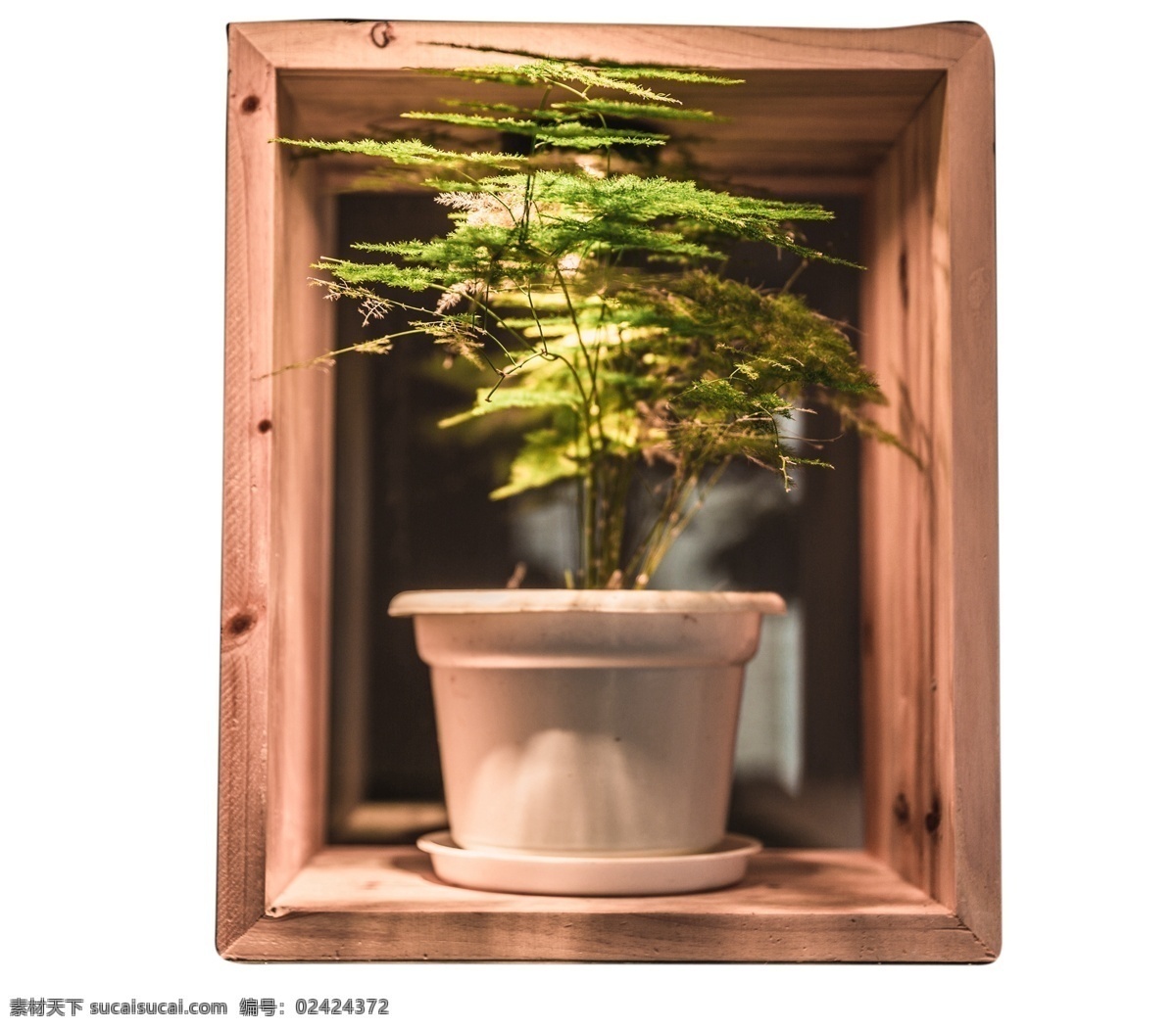 美丽的盆栽 绿色盆栽 美丽好看 净化空气