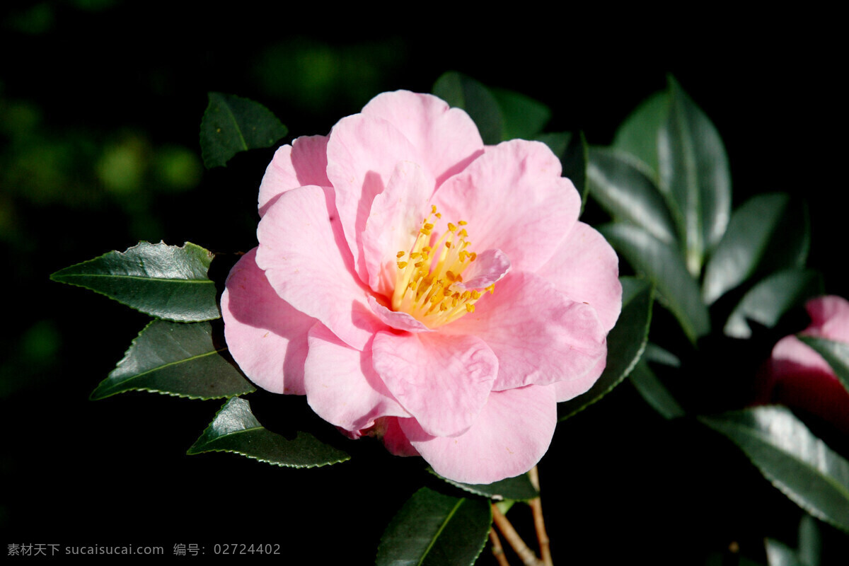 山茶花 风景 植物 花卉 花木 花朵 粉红山茶 绿叶 花香 花语 竞放 盛开 观赏 芬芳 鲜艳 花草 生物世界