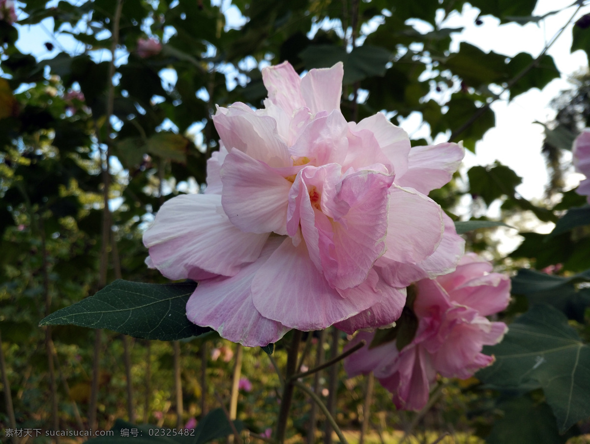 木芙蓉 植物 花朵 园林 植物园 园林植物 生物世界 花草