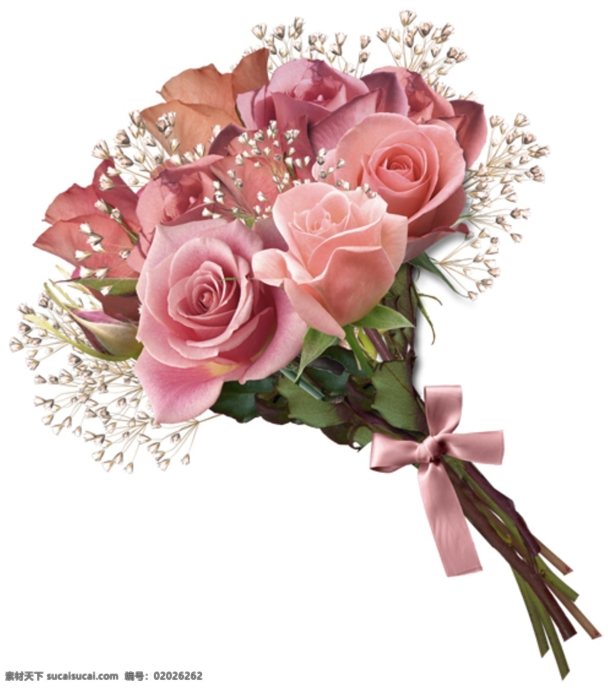 粉玫瑰素材 粉玫瑰 淡粉 满天星 广告素材 花店 花素材