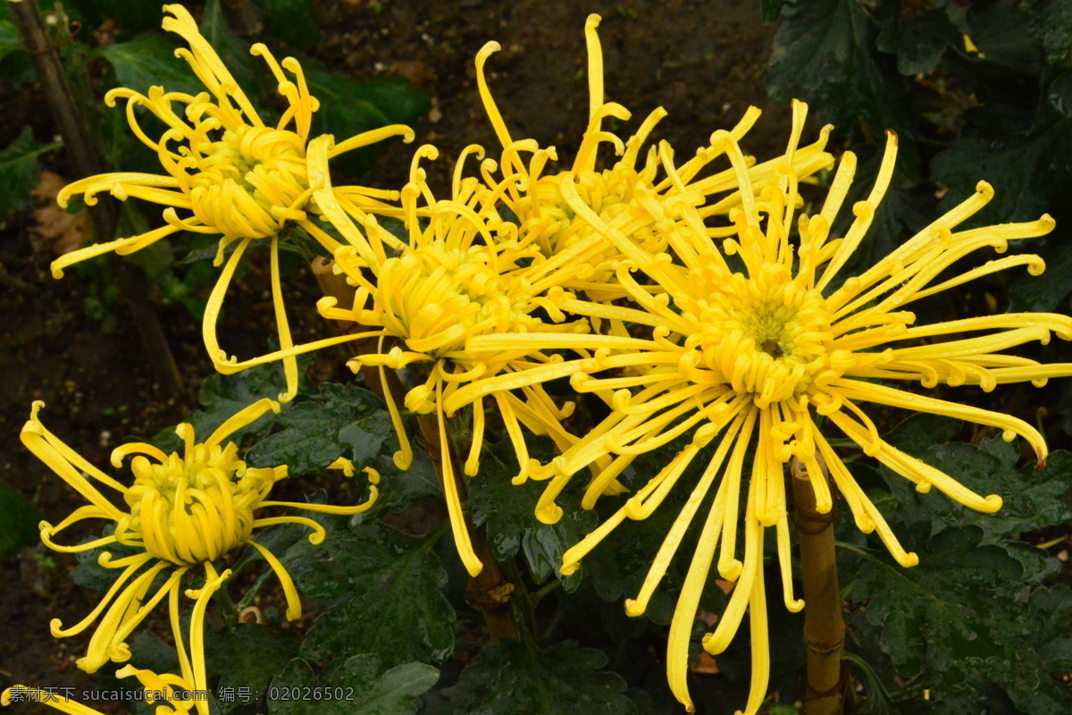 菊花 秋菊 园艺 花卉素材 寿客 金英 黄华 陶菊 花卉 花儿 花草 花朵 花瓣 花蕊 绿化景观 草本植物 菊菊花 生物世界