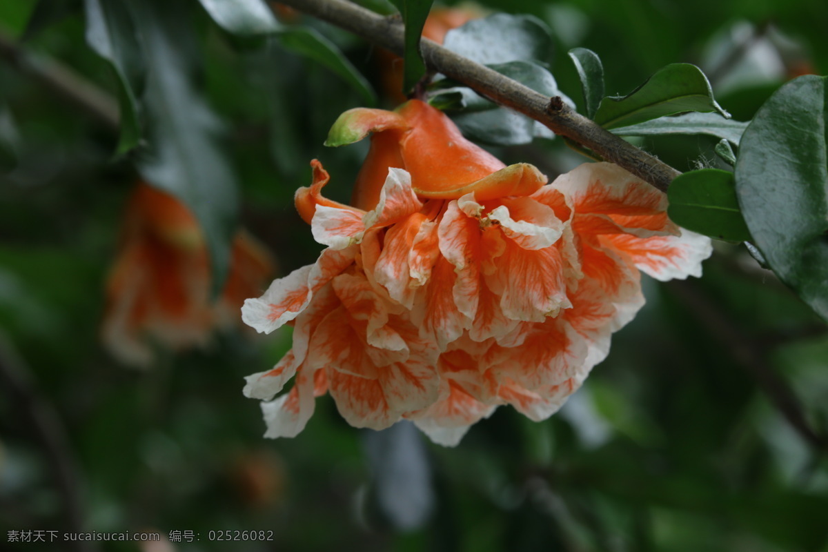 石榴 观赏花卉 安石榴 若榴 花卉 花儿 枝叶 石榴树 花草 植物 园林绿化 绿化景观 石榴花石榴 生物世界