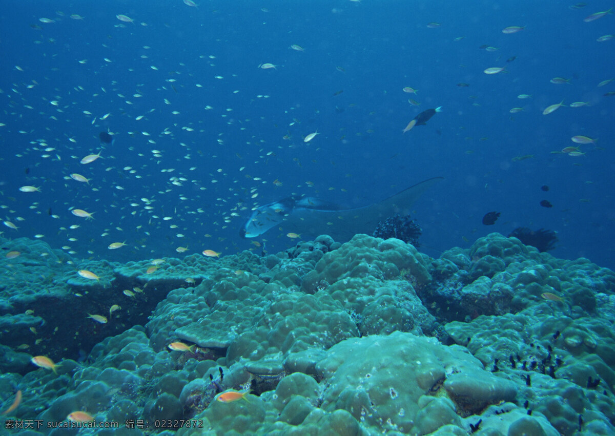 海底风光 海底 海底世界 海水 海洋 海洋生物 海藻 潜水 珊瑚 底风光图片 自然风景 自然风光 自然景观 各种鱼类 摄影图库 生物世界