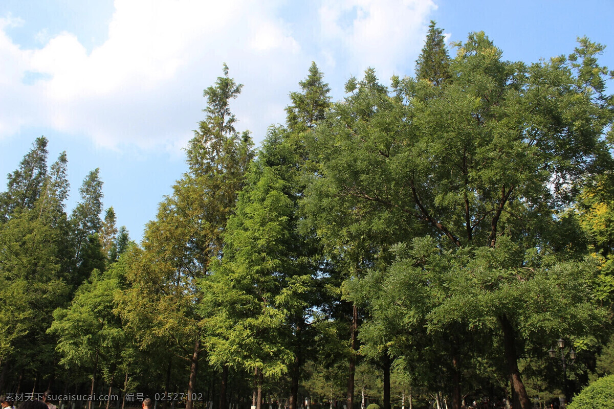 蓝天 蓝田树林 背景图 树木背景 生物世界 树木树叶
