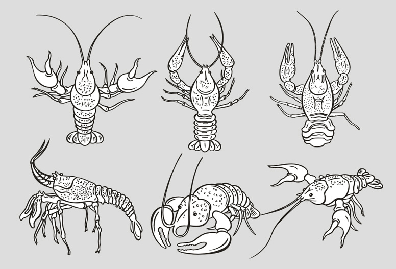单色 龙虾 向量 矢量图 矢量人物