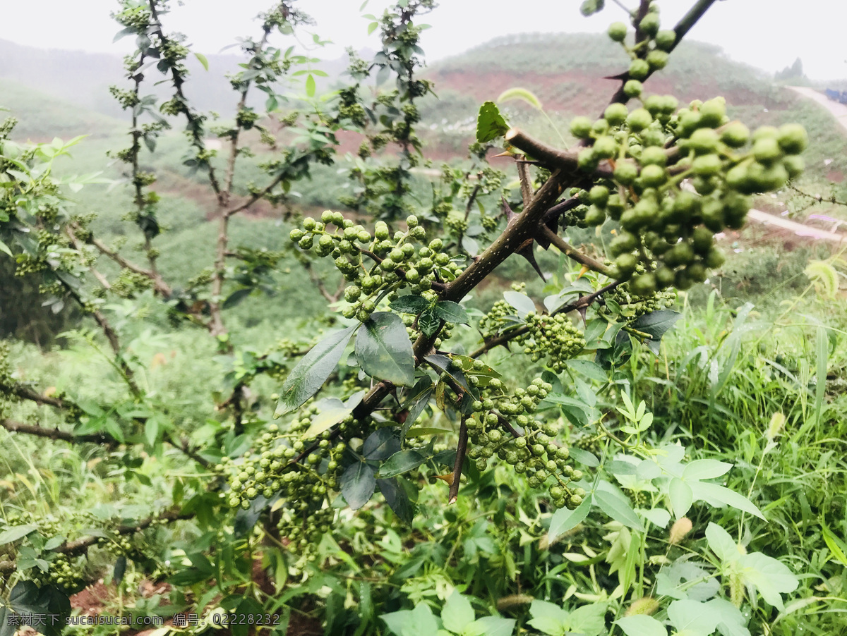 花椒桂皮陈皮茴香调料素材图片下载-素材编号02228232-素材天下图库