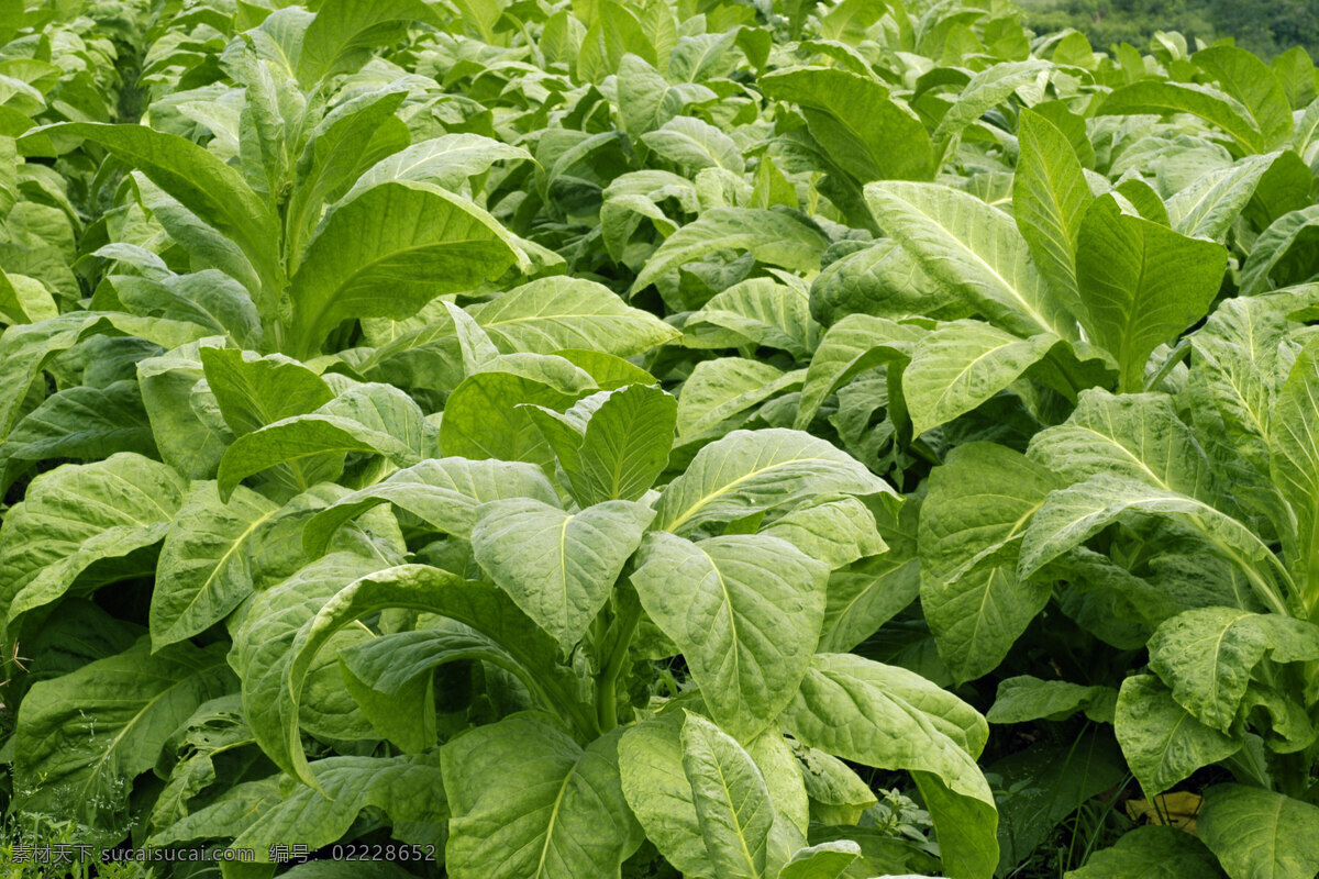 烟叶 烟叶田 田园 庄稼 绿色植物 农作物 经济作物 其他生物 生物世界