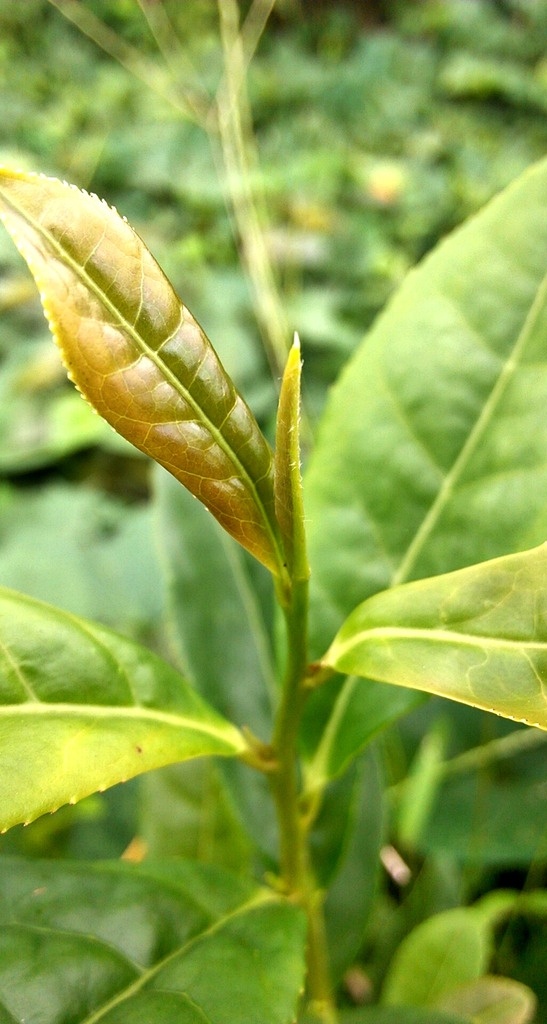 茶 绿茶 信阳 毛尖 信阳毛尖 故乡 生物世界 其他生物