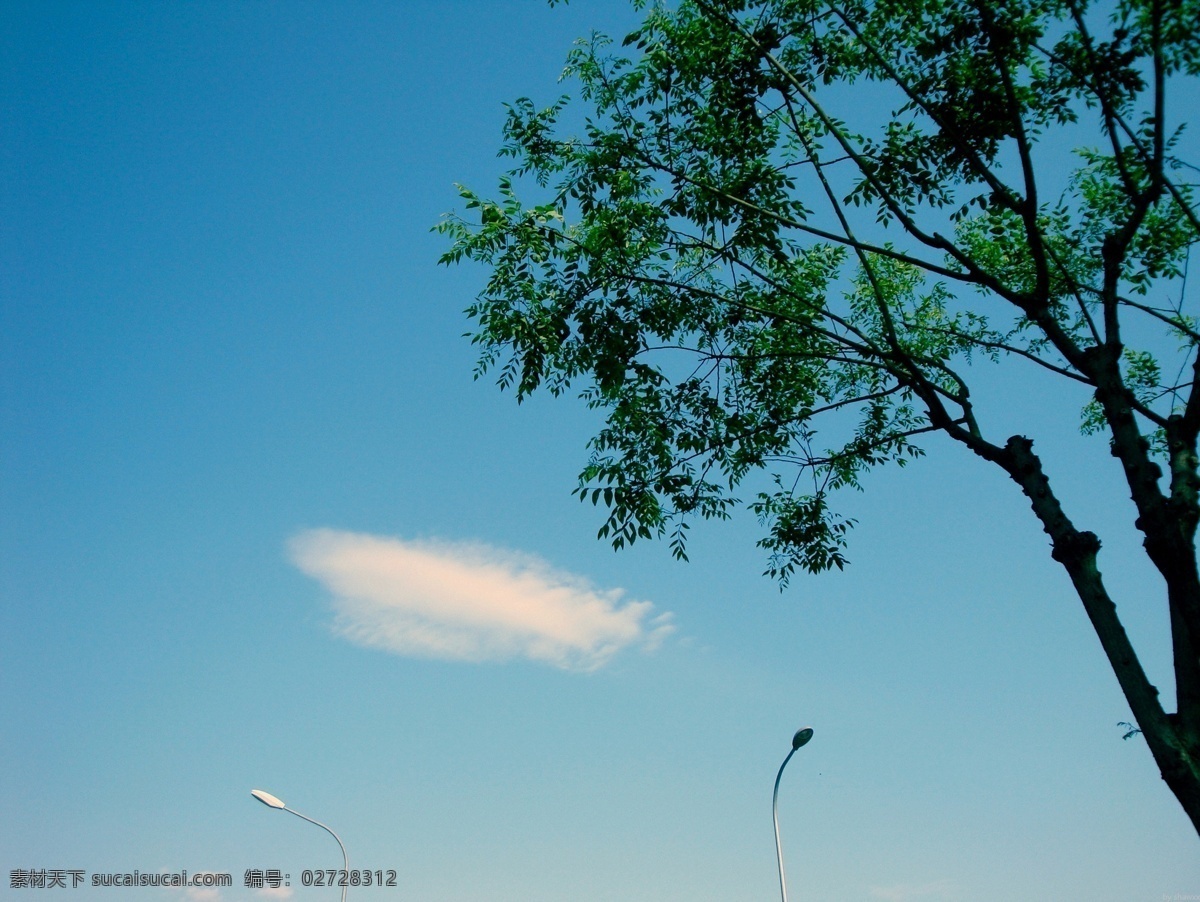蓝天 树影 白云 大树 风景壁纸 剪影 自然风景 自然景观 蓝天树影 psd源文件