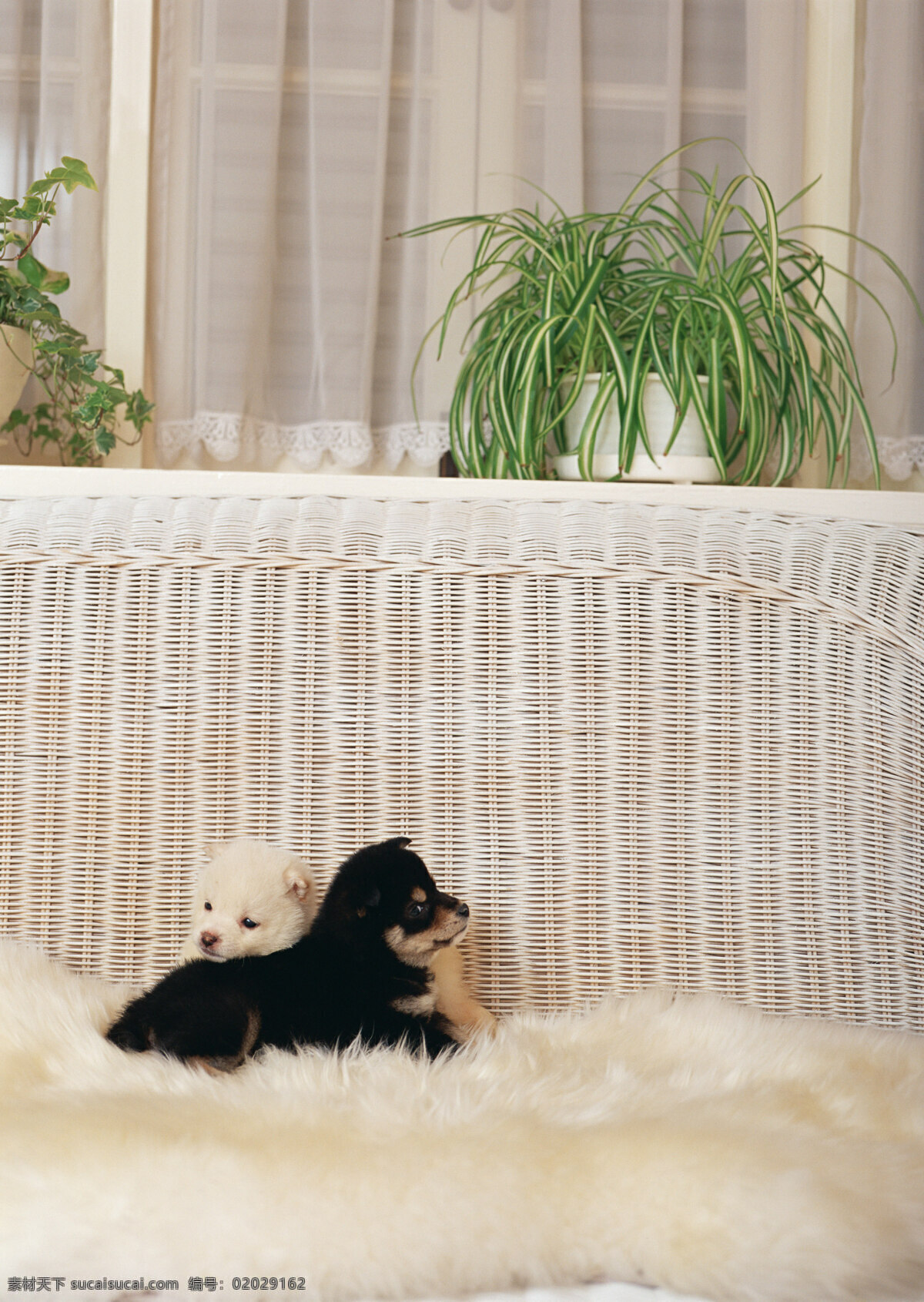 黑白 两 只 小狗 宠物 宠物狗 可爱 名犬 名贵犬种 犬科动物 陆地动物 生物世界 狗狗图片