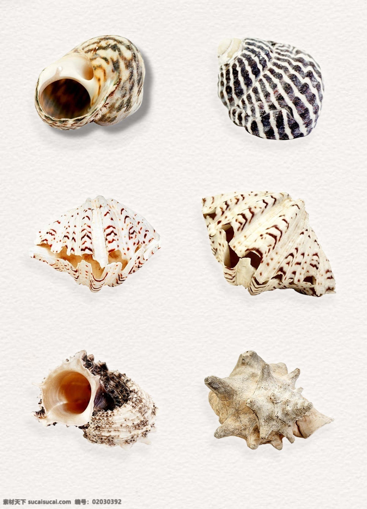 海洋 海螺 生物 浅色 工艺品 精美 软体动物 海产品