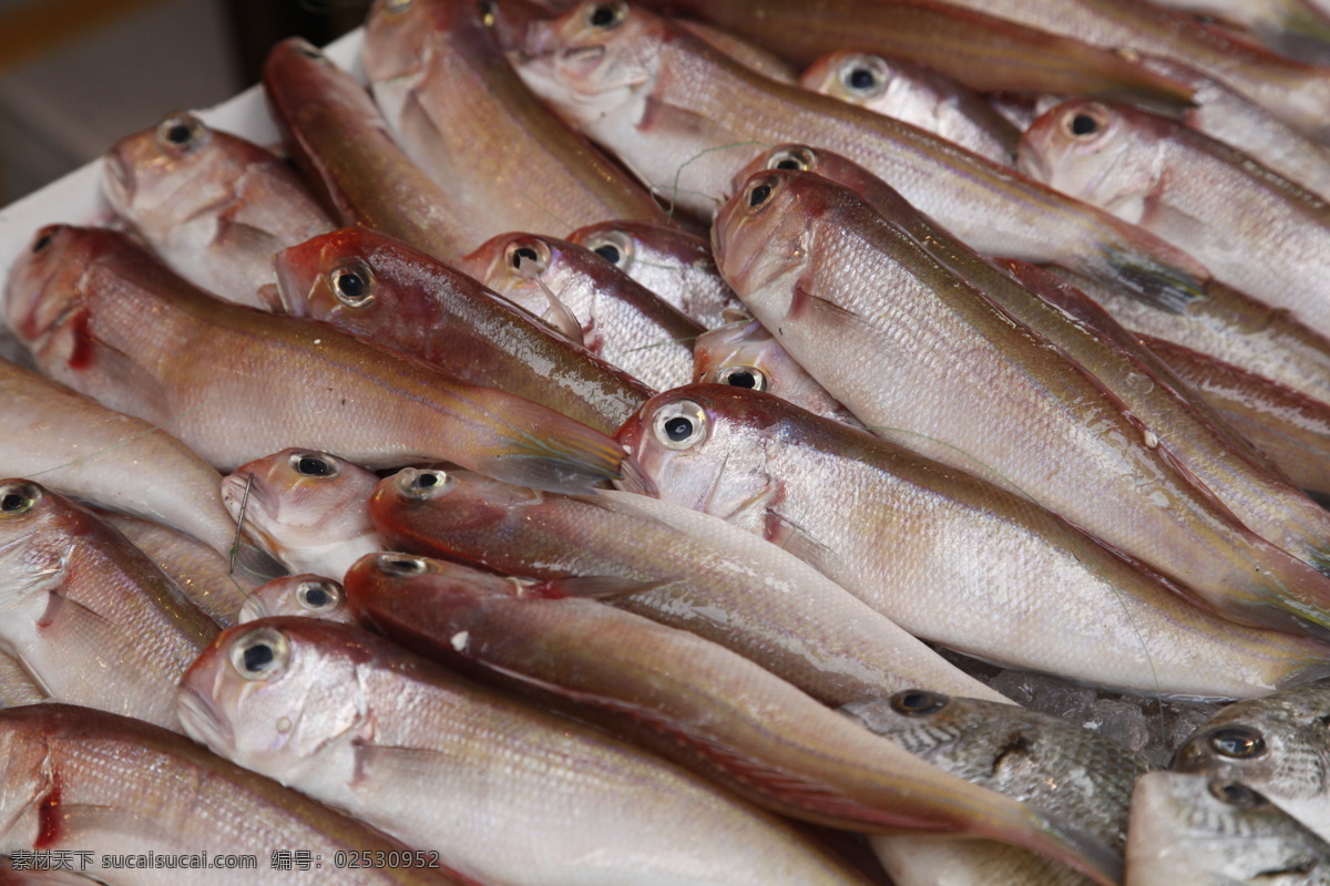 海鲜 餐饮美食 大海 海边 食物原料 鲜 香港 鱼类 生物世界