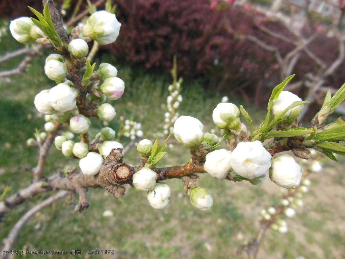 梅花 白色花 春天 高清图 花草 花骨朵 嫩叶 树枝 生物世界 psd源文件