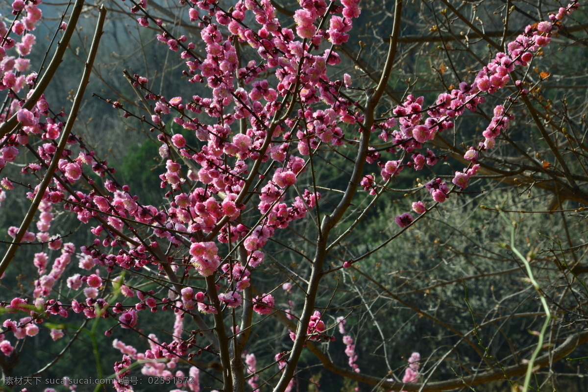 樱桃沟梅园 植物园风景 植物园美景 酸梅 黄仔 合汉 梅花瓣 花蕾 花卉 花儿 花骨朵 花草 园林景观 绿化景观 榆叶梅腊梅 生物世界