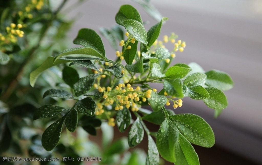 含苞待放 米兰 花卉 花草 植物 米兰素材 生物世界