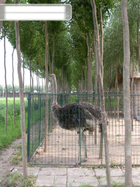 不在 澳洲 鸵鸟 被人工饲养 圈养 生物世界