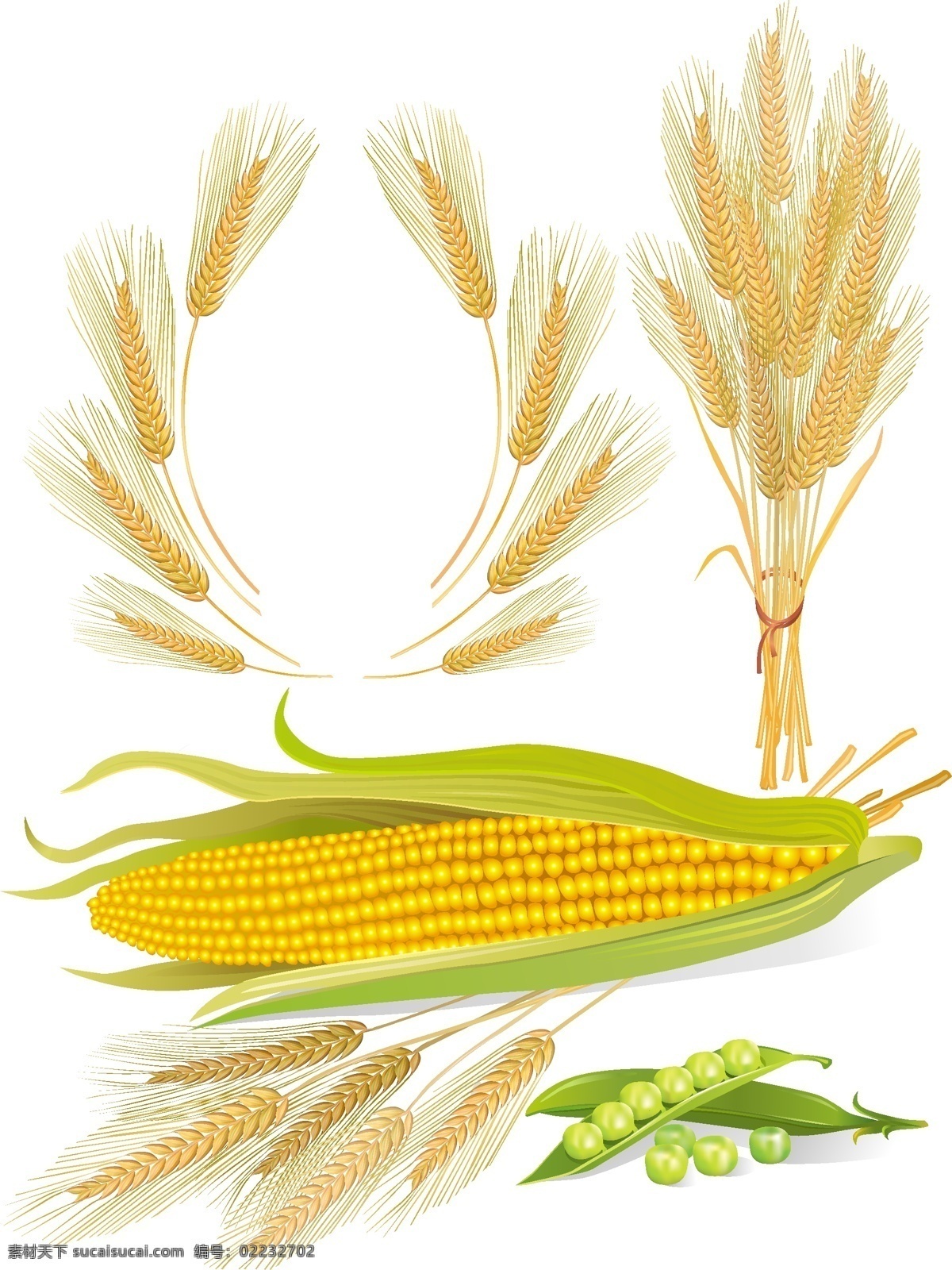 玉米 小麦 矢量 粮食 麦穗 麦子 食材 食物 矢量素材 豌豆 玉米粒 麦秆 玉米皮 豌豆皮 矢量图 日常生活