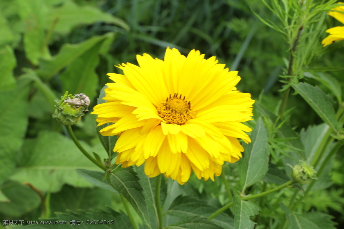 日光菊 赛菊芋 菊科花卉 花卉 花儿 花瓣 花心 花草 植物 园林绿化 绿化景观 菊菊花 生物世界