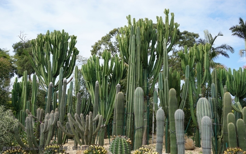 热带植物 仙人掌 热带 植物 仙人球 沙漠 花草盆栽 生物世界 花草