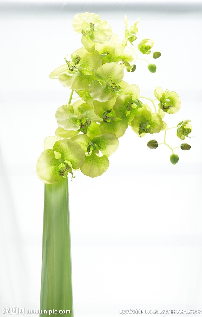 蝴蝶兰 绿色蝴蝶兰 绿色花瓶 花瓶 白色背景 花草 生物世界