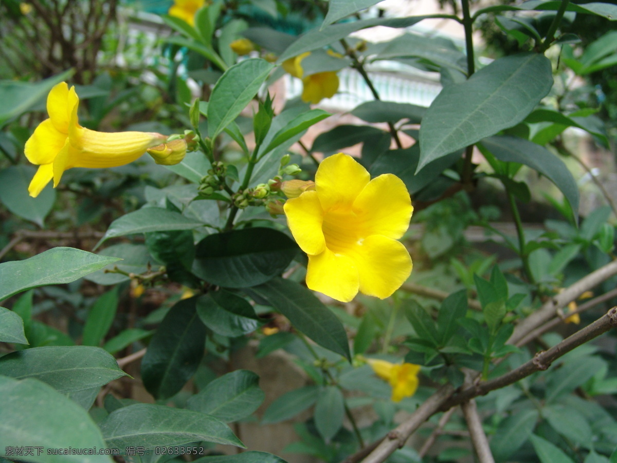 黄钟 花 花草 黄花 生物世界 盛开 黄钟花 花卉展览 装饰素材 展示设计