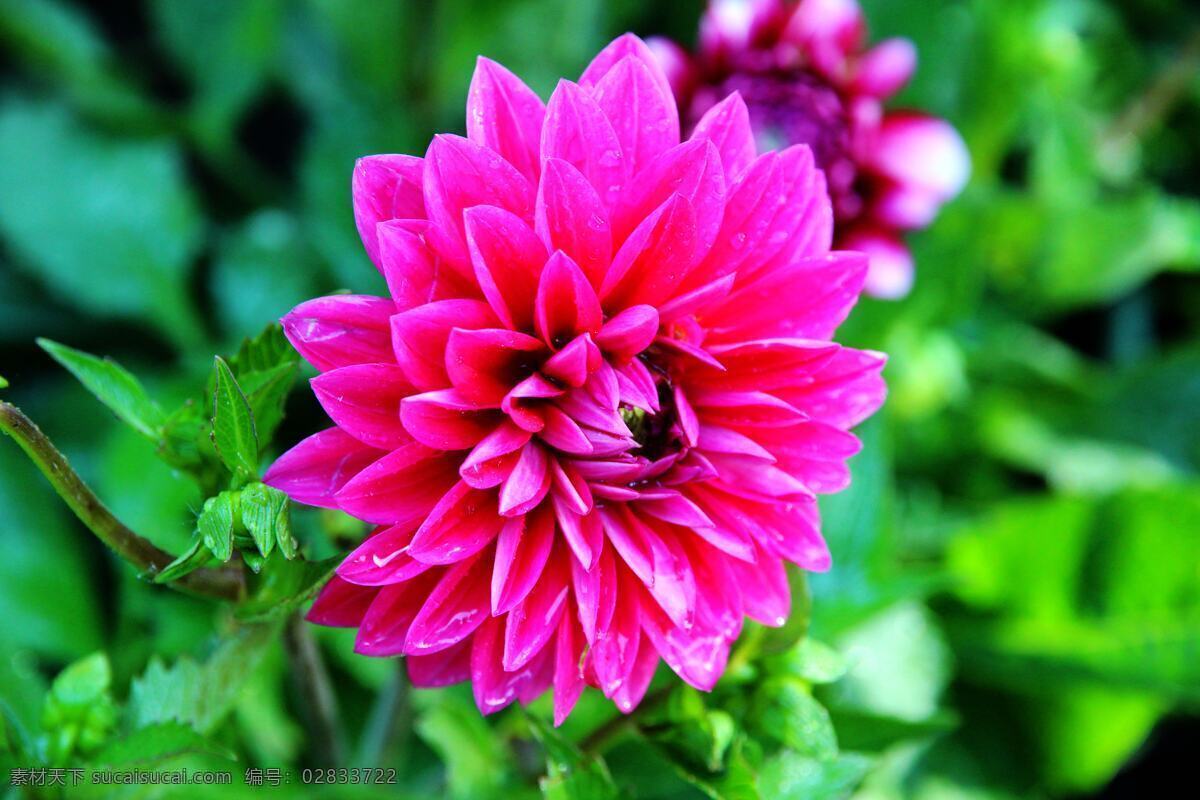 天竺牡丹 西番莲 大理菊 苕菊 洋芍药 大丽花 地瓜花 花瓣 花蕊 花卉 花朵 红花 绿叶 植物 鲜花 生物世界 花草