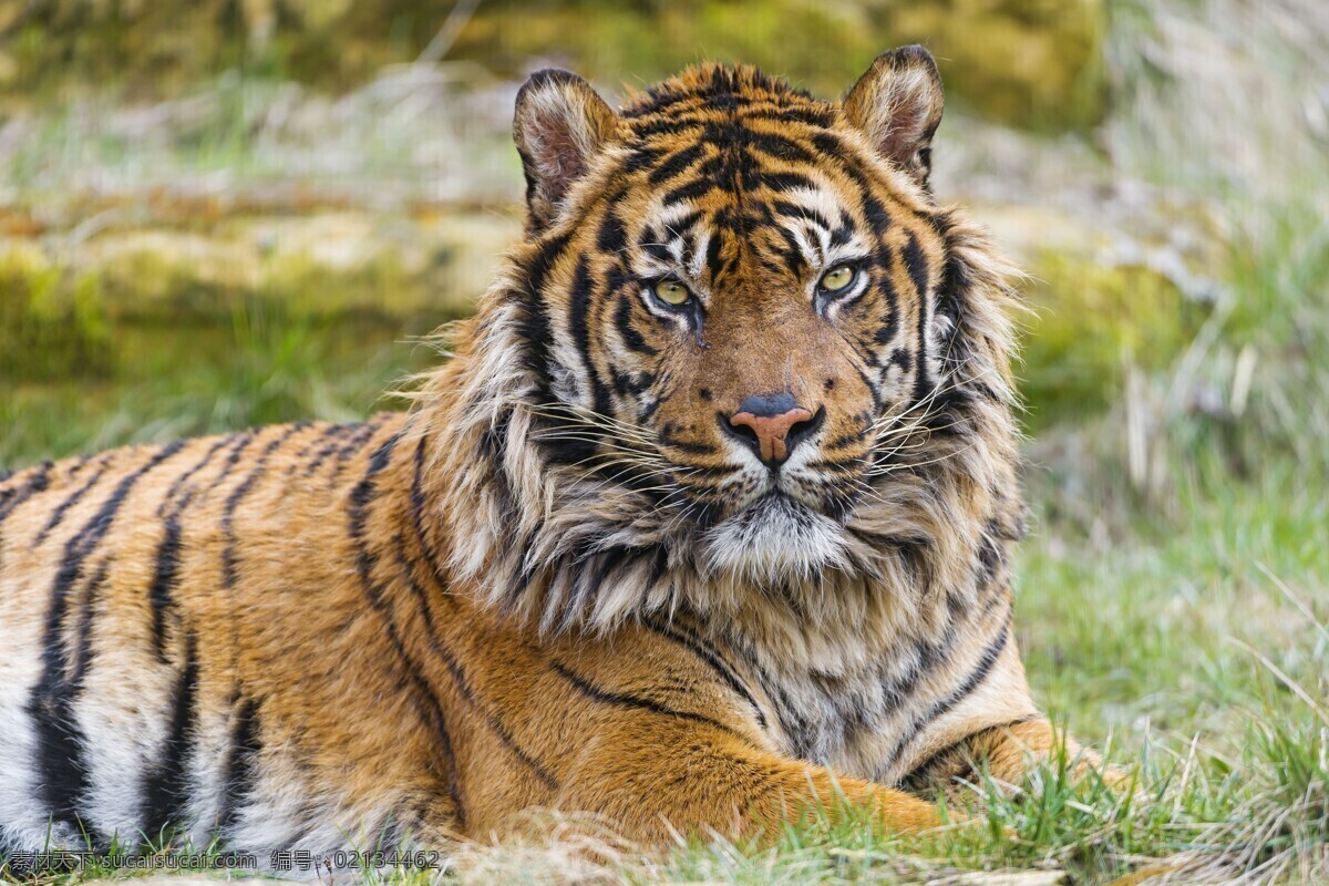 老虎 虎 山林之王 动物 猛兽 眼神 威武 生物世界 野生动物
