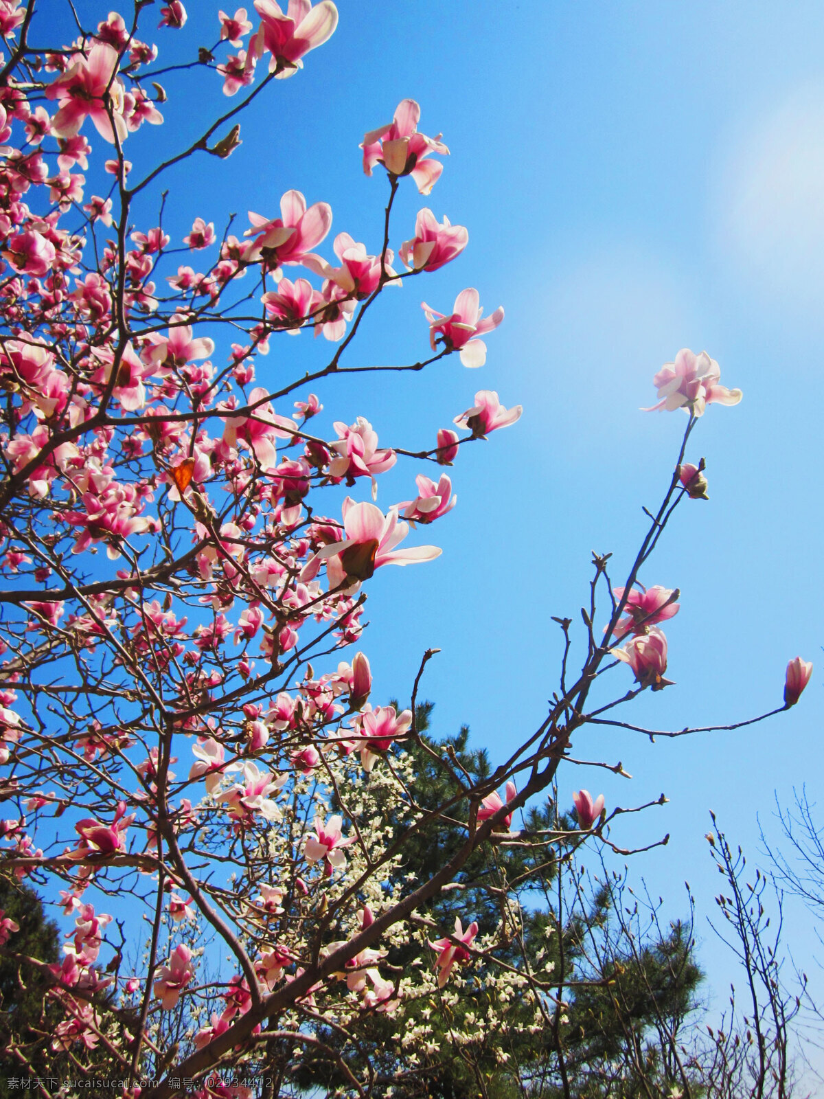 玉兰花 花朵 花枝 花儿 粉红色 天空 植物 玉兰 自然风景 春天 花开的日子 花草 生物世界