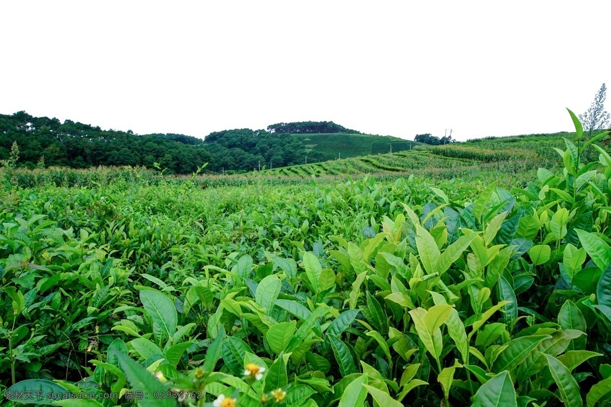 茶园 绿色 远景 背景 茶叶 合成 png格式