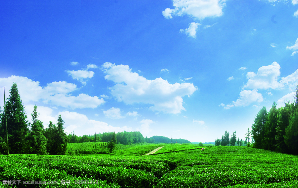 茶山美景 茶园 茶山背景 茶叶设计元素 海报背景 茶叶素材 自然景观 田园风光