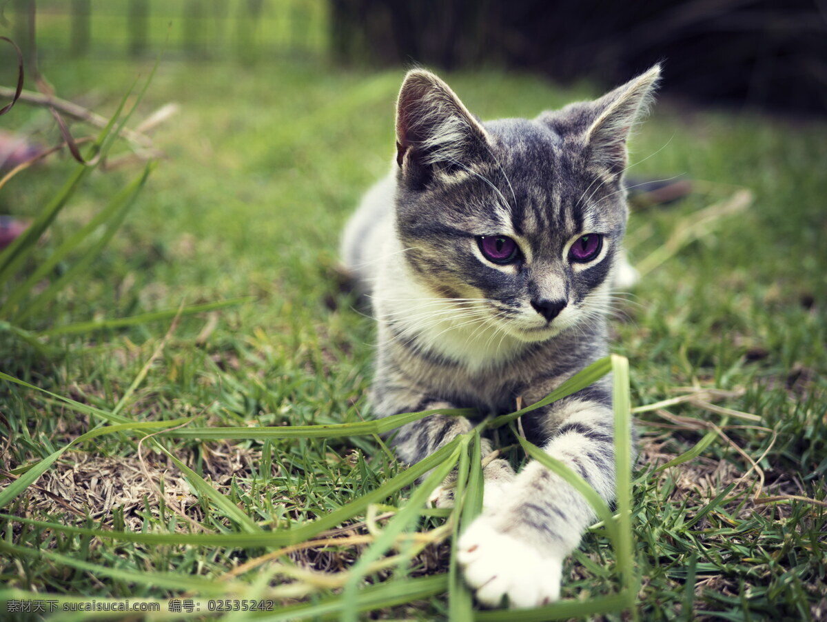 可爱 草地 上 小猫 猫咪 青草地 草坪 小草