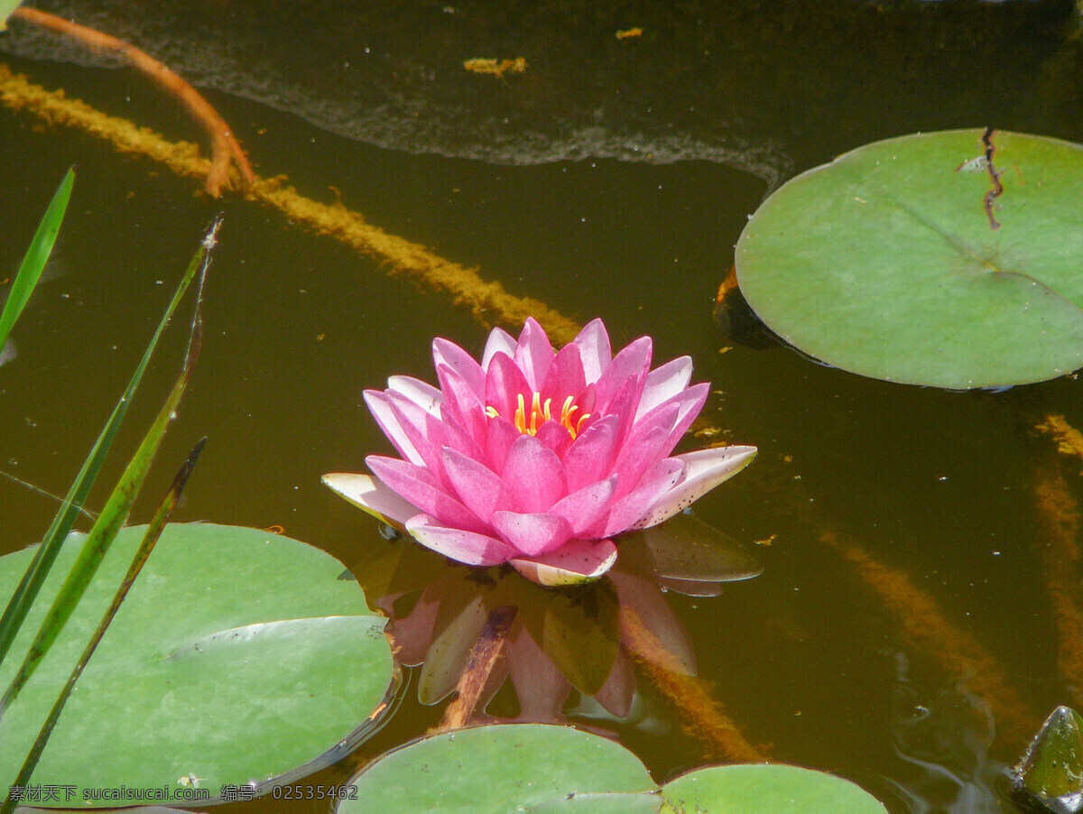 粉色的莲花 植物 鲜花 花卉 花朵 花草树木 生物世界 黑色