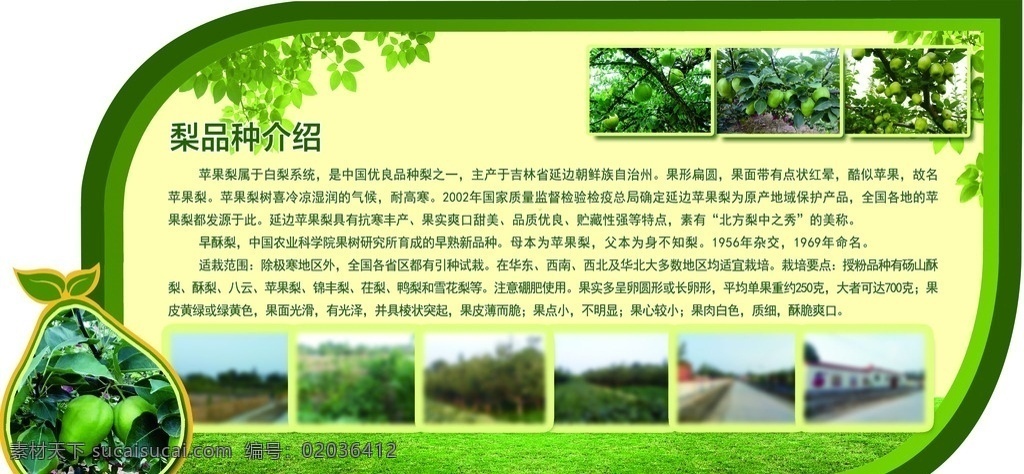 梨的营养价值 梨文化 梨花 梨文化墙 农业文化墙
