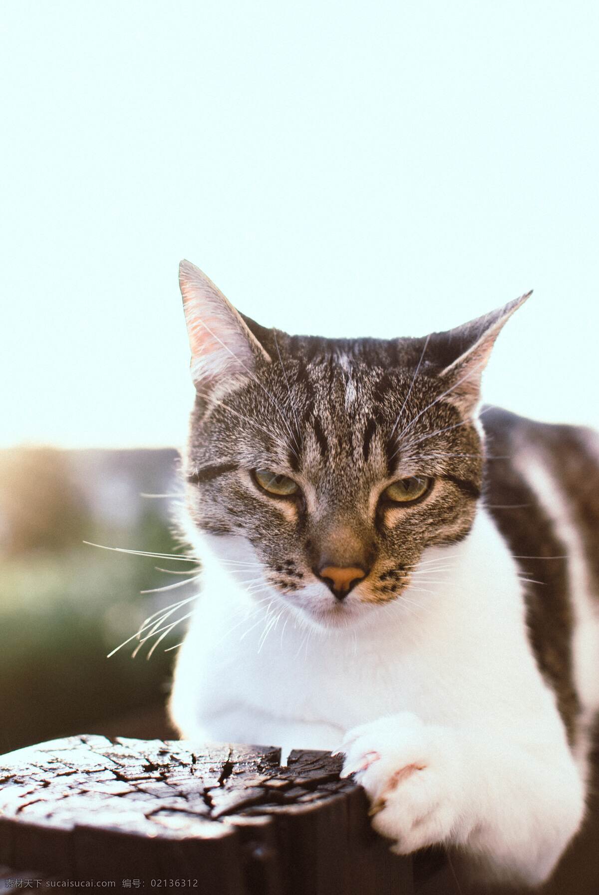 猫 野生动物 动物 宠物 温顺 摄影类 生物世界 家禽家畜 精美 爱护 萌宠 墙贴 保护宠物 可爱 活动 高清 大图 对峙 教育 对视 和睦 严肃 庄重 宠爱 森林 木材 鸟 野生鸟类 天鹅 羽毛 翅膀 飞行 季节性 鸟类