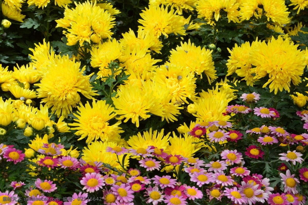 黄色菊花 小菊花 菊花 园艺 花卉素材 花卉 花儿 花草 花朵 花瓣 花蕊 绿化景观 生物世界