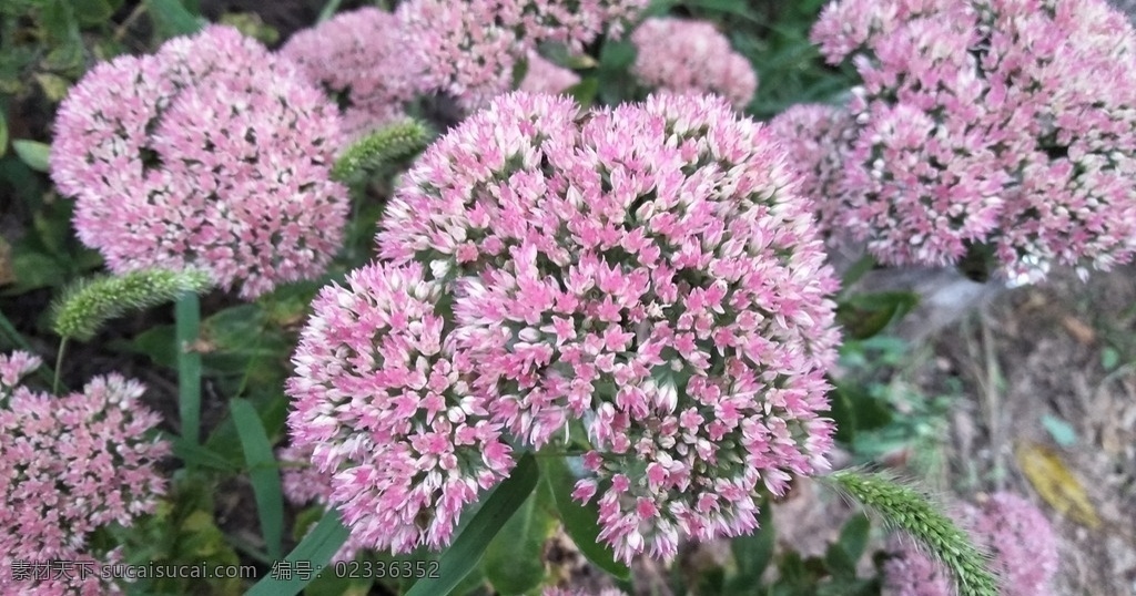 八宝景天 植物 生物 花卉 写真 微写真 花卉写真 唯美 花 生物世界 花草