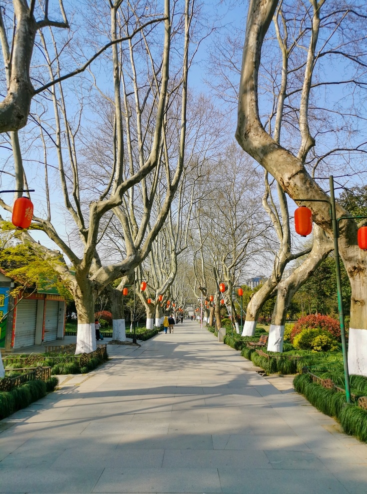 黄龙洞 杭州 西湖景区 景点 梧桐树 灯笼 路 游客 游人 旅游 散步 石板路 自然景观 自然风景
