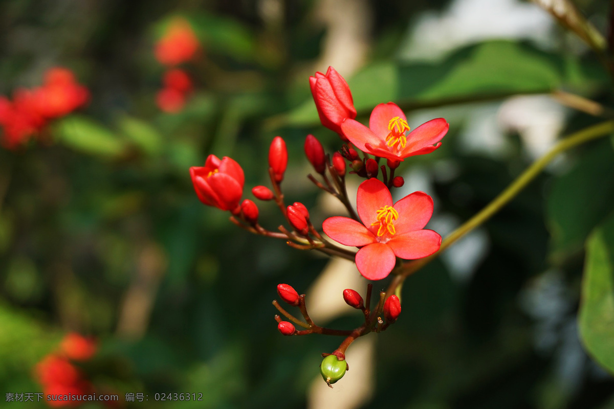 海棠 malus spectabilis 重瓣白海棠花 重瓣粉红海棠 西府海棠 垂丝海棠 爬地海棠 贴梗海棠 四季秋海棠 东洋锦海棠