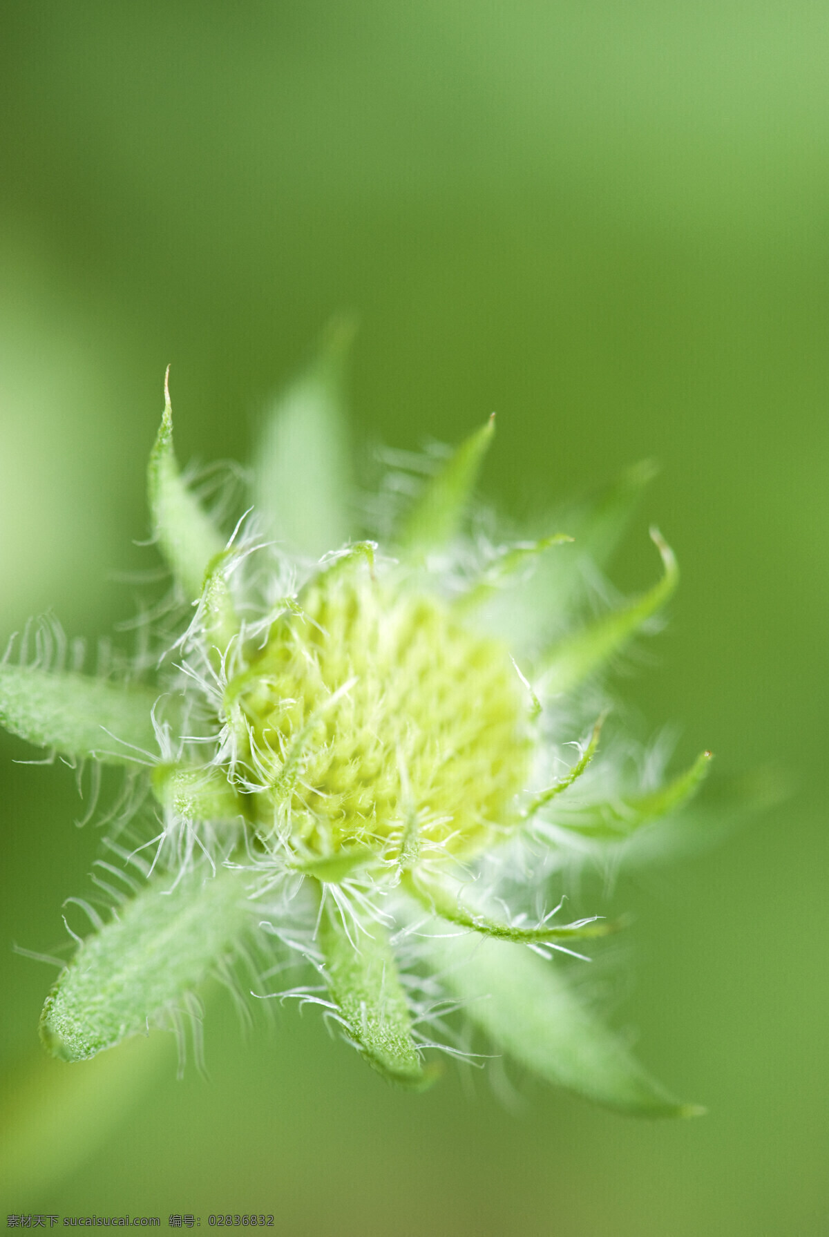 含苞欲放 植物 树林 花草 大自然 中 植物图片 绿色植物 花 花芽 花草树木 生物世界
