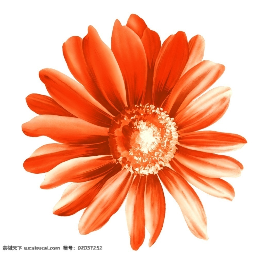 金盏花 模板下载 金盏菊 菊花 分层 源文件